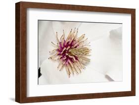 New York, USA White flower interior macro image.-Karen Ann Sullivan-Framed Photographic Print