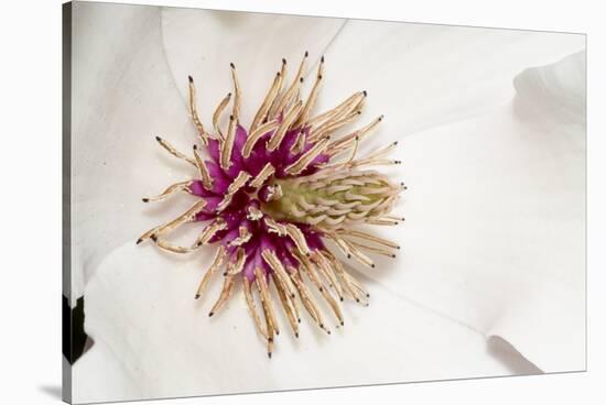 New York, USA White flower interior macro image.-Karen Ann Sullivan-Stretched Canvas