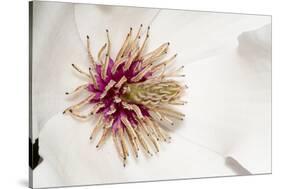 New York, USA White flower interior macro image.-Karen Ann Sullivan-Stretched Canvas