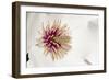 New York, USA White flower interior macro image.-Karen Ann Sullivan-Framed Photographic Print