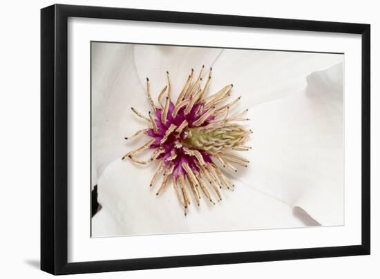 New York, USA White flower interior macro image.-Karen Ann Sullivan-Framed Photographic Print