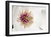 New York, USA White flower interior macro image.-Karen Ann Sullivan-Framed Photographic Print