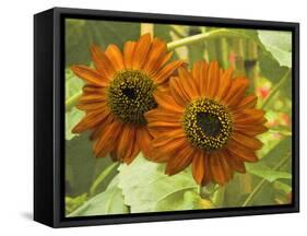 New Zeal and Sunflower-George Johnson-Framed Stretched Canvas