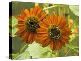 New Zeal and Sunflower-George Johnson-Stretched Canvas