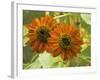 New Zeal and Sunflower-George Johnson-Framed Photographic Print