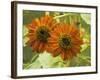 New Zeal and Sunflower-George Johnson-Framed Photographic Print