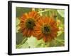 New Zeal and Sunflower-George Johnson-Framed Photographic Print