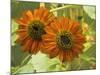 New Zeal and Sunflower-George Johnson-Mounted Photographic Print