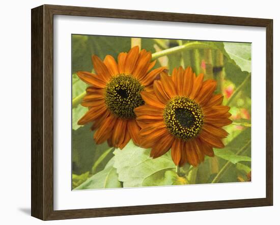 New Zeal and Sunflower-George Johnson-Framed Photographic Print