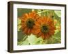 New Zeal and Sunflower-George Johnson-Framed Photographic Print