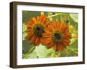 New Zeal and Sunflower-George Johnson-Framed Photographic Print