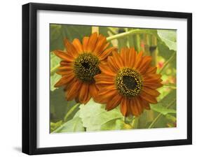 New Zeal and Sunflower-George Johnson-Framed Photographic Print