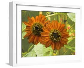 New Zeal and Sunflower-George Johnson-Framed Photographic Print