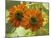 New Zeal and Sunflower-George Johnson-Mounted Photographic Print