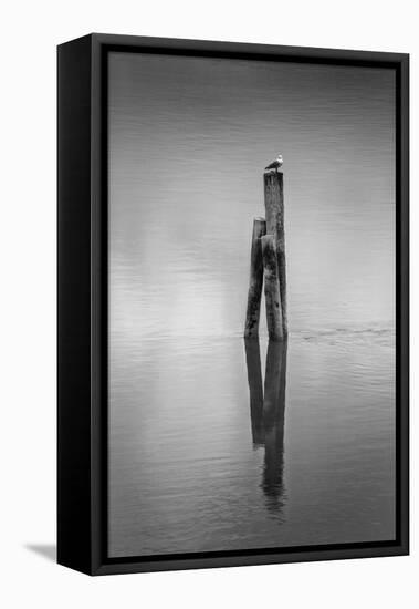 New Zealand, Asia, Seagull on Piling-John Ford-Framed Stretched Canvas