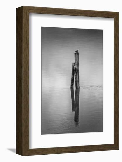 New Zealand, Asia, Seagull on Piling-John Ford-Framed Photographic Print