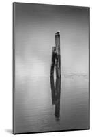 New Zealand, Asia, Seagull on Piling-John Ford-Mounted Photographic Print