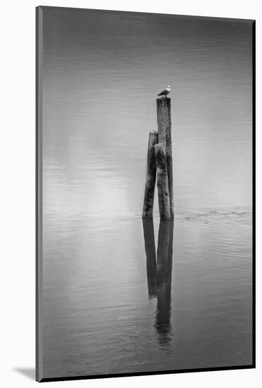 New Zealand, Asia, Seagull on Piling-John Ford-Mounted Photographic Print