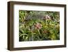 New Zealand, Auckland Islands, Enderby Island. Tropivcal vegetation.-Cindy Miller Hopkins-Framed Photographic Print