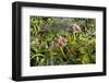 New Zealand, Auckland Islands, Enderby Island. Tropivcal vegetation.-Cindy Miller Hopkins-Framed Photographic Print