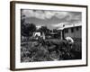 New Zealand Back Garden-null-Framed Photographic Print