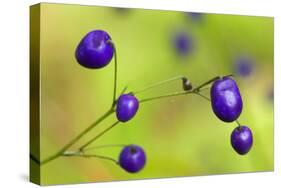 New Zealand Blueberry, Inkberry Amazing Violet-null-Stretched Canvas