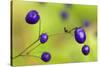 New Zealand Blueberry, Inkberry Amazing Violet-null-Stretched Canvas