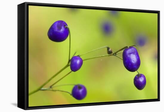 New Zealand Blueberry, Inkberry Amazing Violet-null-Framed Stretched Canvas