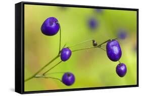 New Zealand Blueberry, Inkberry Amazing Violet-null-Framed Stretched Canvas