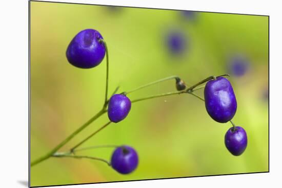 New Zealand Blueberry, Inkberry Amazing Violet-null-Mounted Photographic Print