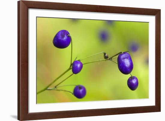 New Zealand Blueberry, Inkberry Amazing Violet-null-Framed Photographic Print