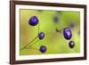 New Zealand Blueberry, Inkberry Amazing Violet-null-Framed Photographic Print