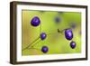 New Zealand Blueberry, Inkberry Amazing Violet-null-Framed Photographic Print