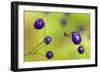 New Zealand Blueberry, Inkberry Amazing Violet-null-Framed Photographic Print