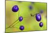 New Zealand Blueberry, Inkberry Amazing Violet-null-Mounted Photographic Print