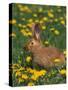 New Zealand Breed of Domestic Rabbit, Amongst Dandelions-Lynn M. Stone-Stretched Canvas