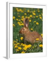 New Zealand Breed of Domestic Rabbit, Amongst Dandelions-Lynn M. Stone-Framed Photographic Print