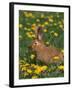 New Zealand Breed of Domestic Rabbit, Amongst Dandelions-Lynn M. Stone-Framed Photographic Print