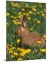 New Zealand Breed of Domestic Rabbit, Amongst Dandelions-Lynn M. Stone-Mounted Photographic Print