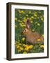 New Zealand Breed of Domestic Rabbit, Amongst Dandelions-Lynn M. Stone-Framed Photographic Print