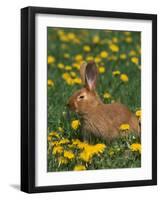 New Zealand Breed of Domestic Rabbit, Amongst Dandelions-Lynn M. Stone-Framed Photographic Print