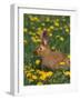 New Zealand Breed of Domestic Rabbit, Amongst Dandelions-Lynn M. Stone-Framed Photographic Print