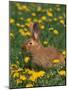 New Zealand Breed of Domestic Rabbit, Amongst Dandelions-Lynn M. Stone-Mounted Photographic Print