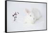 New Zealand Breed White Rabbit in Snow, Union, Illinois, USA-Lynn M^ Stone-Framed Stretched Canvas