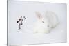 New Zealand Breed White Rabbit in Snow, Union, Illinois, USA-Lynn M^ Stone-Stretched Canvas