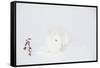 New Zealand Breed White Rabbit in Snow, Union, Illinois, USA-Lynn M^ Stone-Framed Stretched Canvas