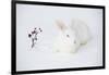 New Zealand Breed White Rabbit in Snow, Union, Illinois, USA-Lynn M^ Stone-Framed Photographic Print