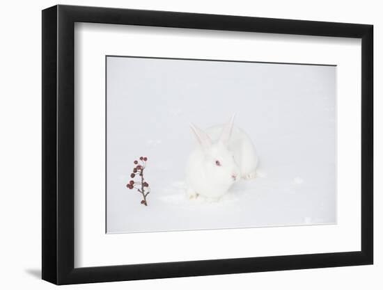 New Zealand Breed White Rabbit in Snow, Union, Illinois, USA-Lynn M^ Stone-Framed Photographic Print