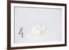 New Zealand Breed White Rabbit in Snow, Union, Illinois, USA-Lynn M^ Stone-Framed Photographic Print