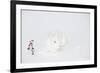 New Zealand Breed White Rabbit in Snow, Union, Illinois, USA-Lynn M^ Stone-Framed Photographic Print